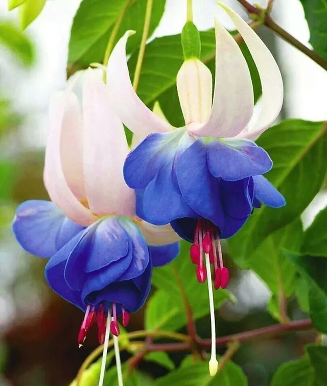 Fuchsia Flower Seeds for Planting Blue White – Hardy Variety, Heirloom, Non-GMO, High Germination