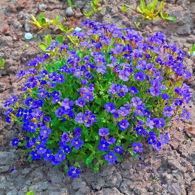 Aubrieta Blue Rock Cress Flower Seeds for Planting - Heirloom, Non-GMO, High Germination Organic Garden Seeds