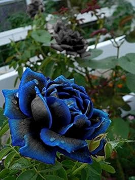 Black Blue Rose Flower Seeds for Planting – Heirloom, Non-GMO, Pollinator Friendly, High Germination