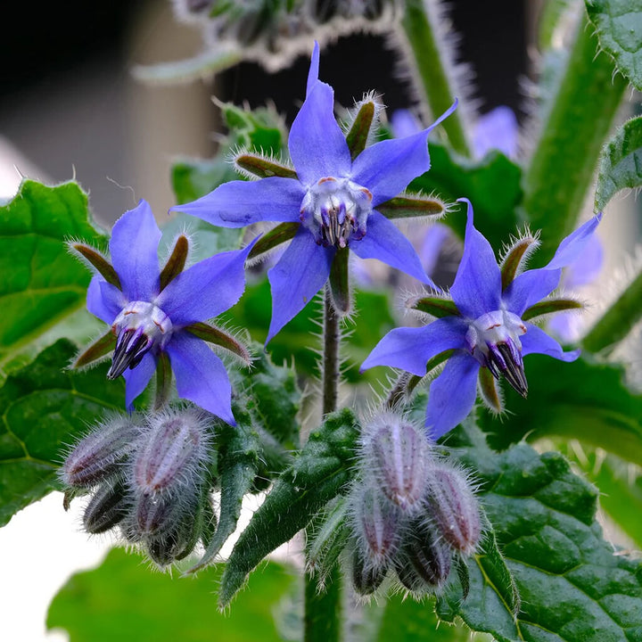 Blue Borage Flower Seeds for Planting – Heirloom Non-GMO, High Germination Organic Garden Seeds