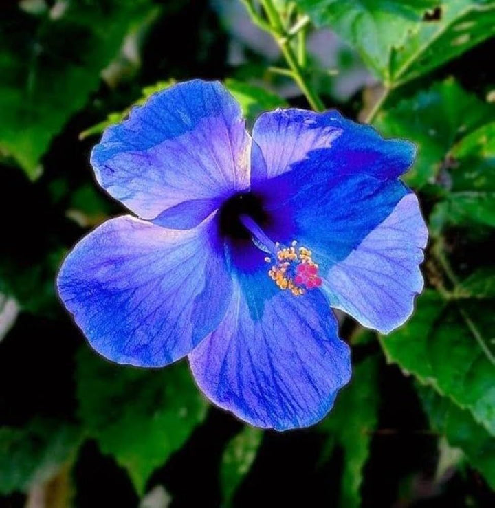 Blue Hibiscus Flower Seeds for Planting – Heirloom, Non-GMO, Shade Tolerant, High Germination