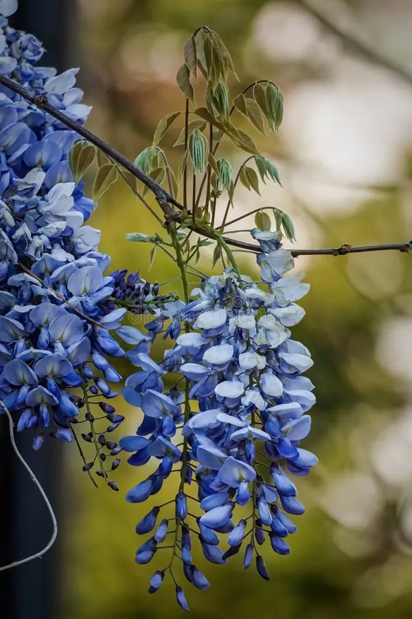 Blue Wisteria Flower Seeds for Planting – Heirloom Non-GMO High Germination Organic Garden Seeds