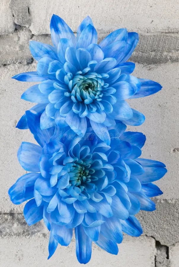 Blue Chrysanthemum Flower Seeds for Planting – Heirloom, Non-GMO, Wildflower Mix Organic Garden Seeds