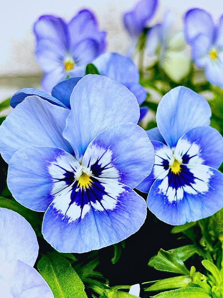 White Dark Blue Pansy Flower Seeds for Planting – Heirloom, Non-GMO, High Germination Cut Flower Favorite