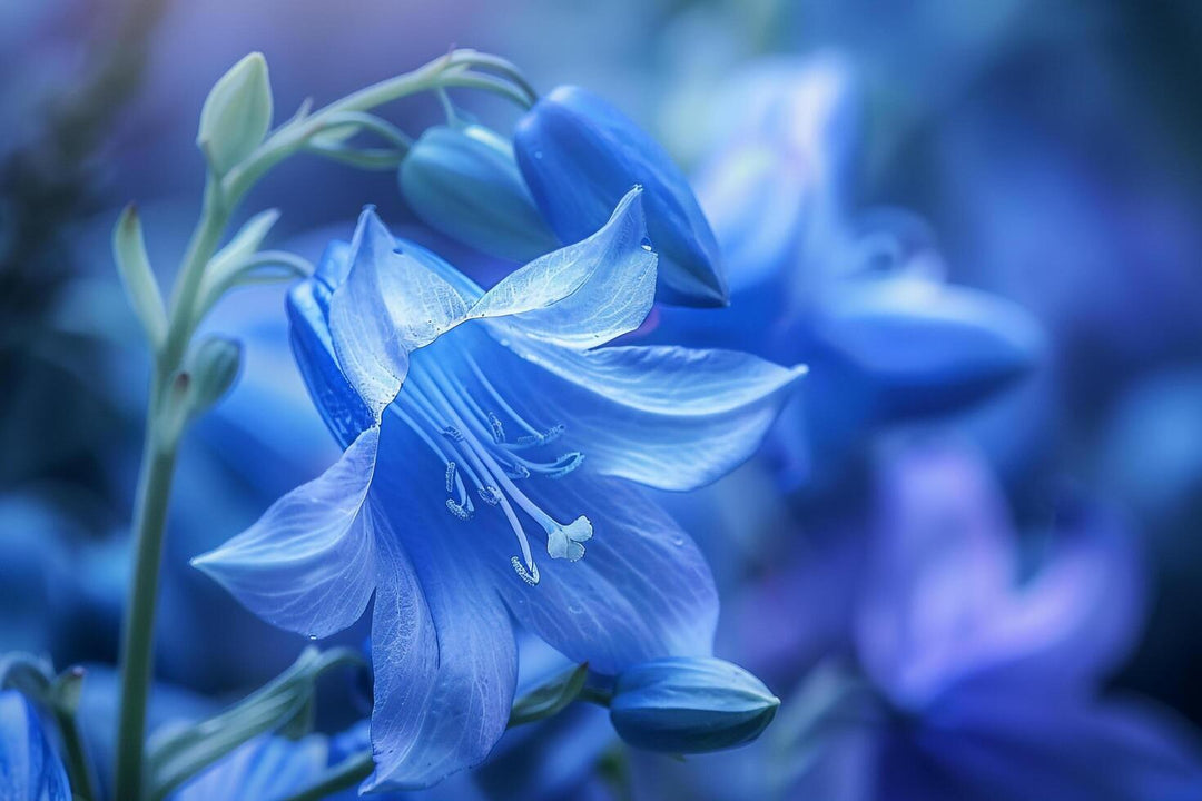 Blue Daffodils Flower Seeds for Planting – Heirloom, Non-GMO, High Germination, Cottage Garden Essential