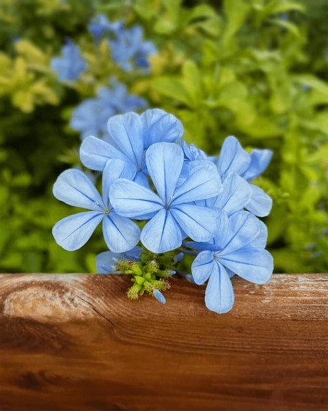 Blue Jasminum Sambac Flower Seeds for Planting – Heirloom, Non-GMO, Pollinator Friendly, High Germination