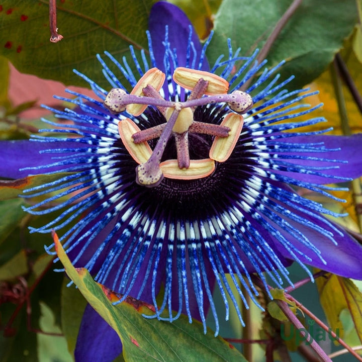 Passion Flower Seeds for Planting, Blue – Hardy Variety, Heirloom Non-GMO High Germination Organic Garden Seeds