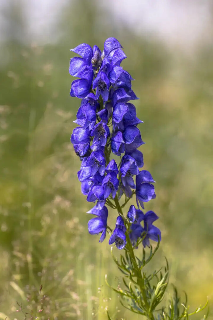 Wolfsbane Flower Seeds for Planting – Heirloom Non-GMO, High Germination Organic Garden Seeds