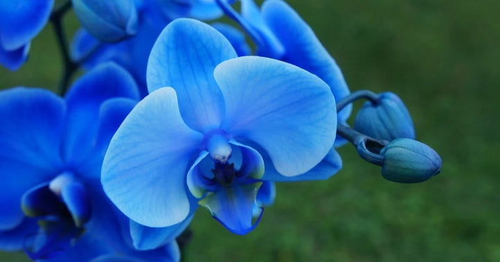 Sky Blue Phalaenopsis Flower Seeds for Planting – Heirloom, Non-GMO, High Germination Garden Seeds