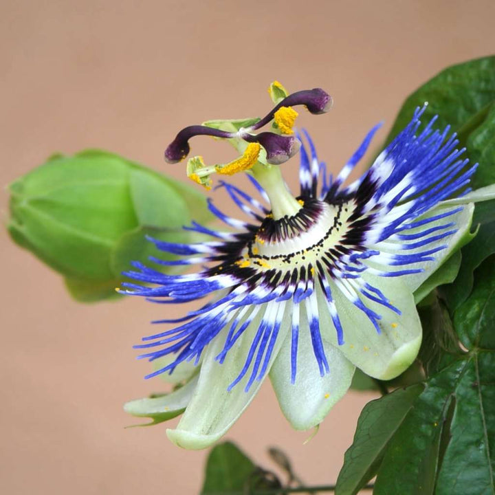 Passion Flower Seeds for Planting, Blue – Hardy Variety, Heirloom Non-GMO High Germination Organic Garden Seeds