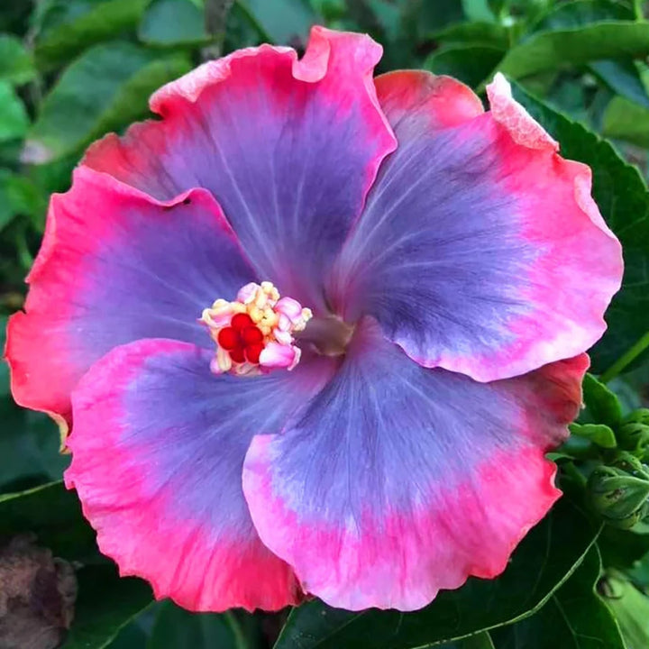 Blue Pink Hibiscus Flower Seeds for Planting – Heirloom, Non-GMO, Low Maintenance, High Germination