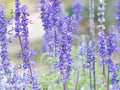 Blue Sage Flower Seeds for Planting – Heirloom, Non-GMO, Colorful Display Garden Seeds