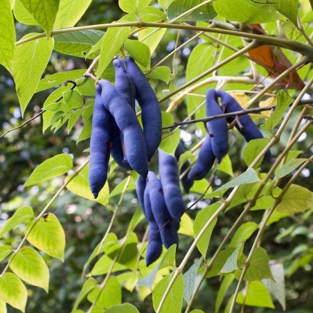Blue Sausage Fruit Seeds for Planting – Heirloom & Non-GMO Garden seeds, exotic blue pod-shaped fruits