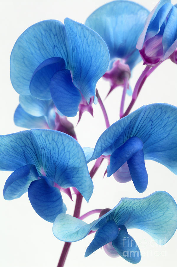 Flower Seeds, Seeds,Seeds For Planting,Plant Seeds