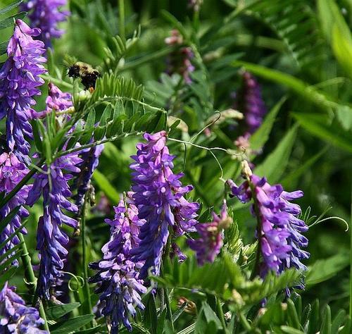 Blue Vetch Flower Seeds for Planting – Heirloom, Non-GMO, Shade Tolerant, High Germination Organic Garden Seeds