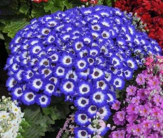 Blue White Primula Flower Seeds for Planting – Heirloom, Non-GMO, Vibrant Colors, High Germination