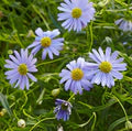 Swan River Daisy Flower Seeds for Planting – Heirloom & Non-GMO Dainty Blooms for Containers, Borders, and Pollinator Gardens