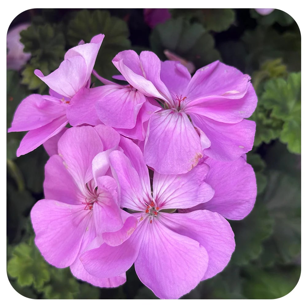 Purple Geranium Flower Seeds for Planting – Drought Tolerant, Heirloom, Non-GMO, High Germination Organic Garden Seeds