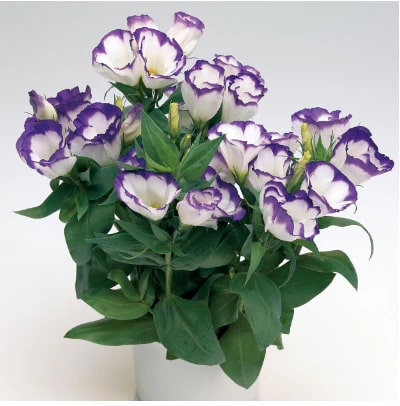 White & Blue Eustoma (Lisianthus) Flower Seeds for Planting | Heirloom Non-GMO High Germination