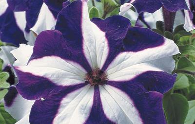 Flower Seeds, Seeds,Seeds For Planting,Plant Seeds