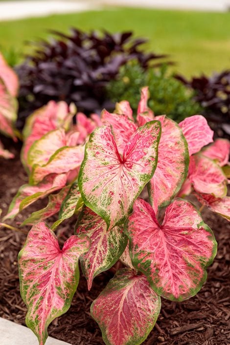 Caladium Bicolor Salmon Pink Flower Seeds for Planting – Heirloom Non-GMO, High Germination Organic Garden Seeds