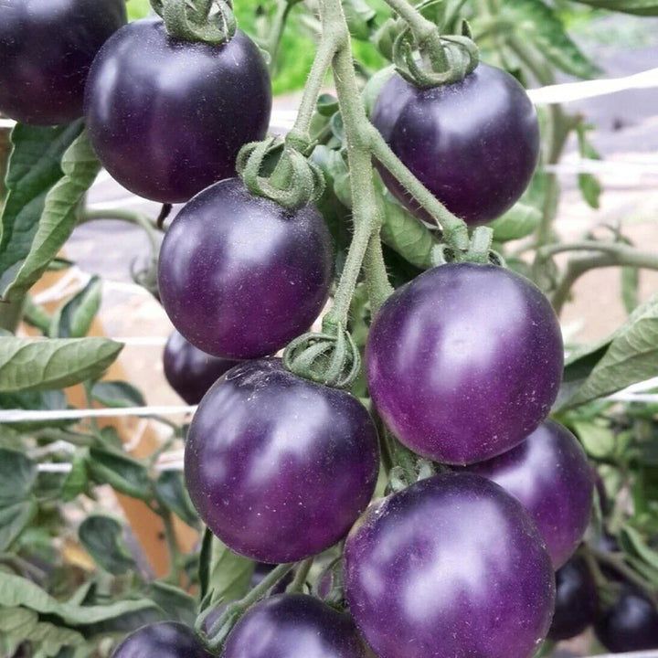 Dark Violet Tomato Seeds for Planting – Heirloom Non-GMO Organic Garden Seeds with High Germination, Vibrant Culinary Variety