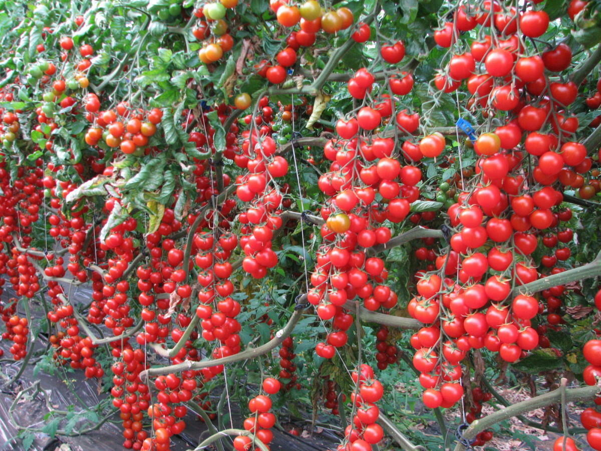 Rapunzel Tomato Seeds for Planting – Heirloom, Non-GMO, Sweet Cherry Vegetable – High Germination