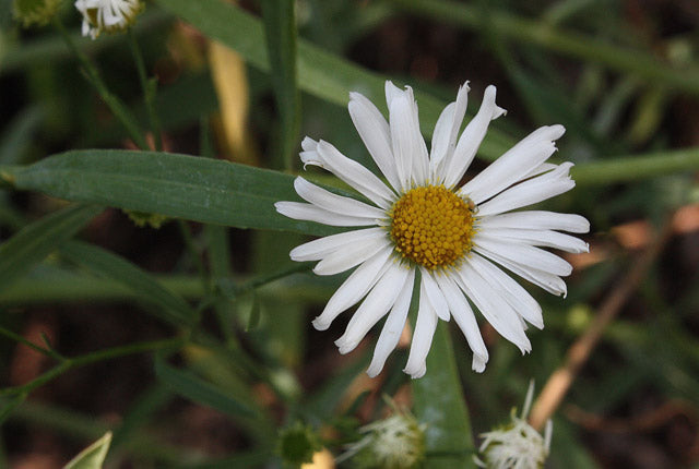Boltonia Asteroides Flower Seeds for Planting | Heirloom, Non-GMO, High Germination Garden Seeds