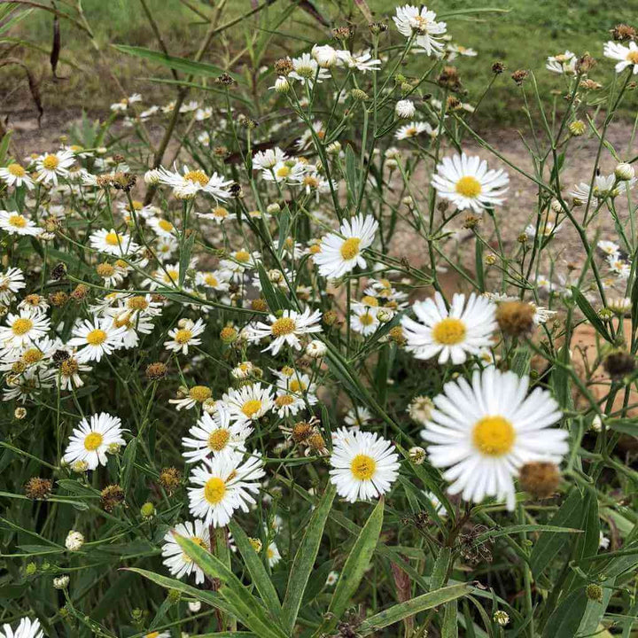 Boltonia Asteroides Flower Seeds for Planting | Heirloom, Non-GMO, High Germination Garden Seeds