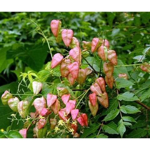 Flower Seeds, Seeds,Seeds For Planting,Plant Seeds