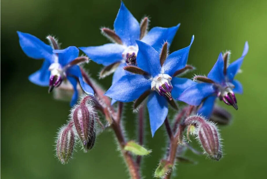 Blue Borage Flower Seeds for Planting – Heirloom Non-GMO, High Germination Organic Garden Seeds