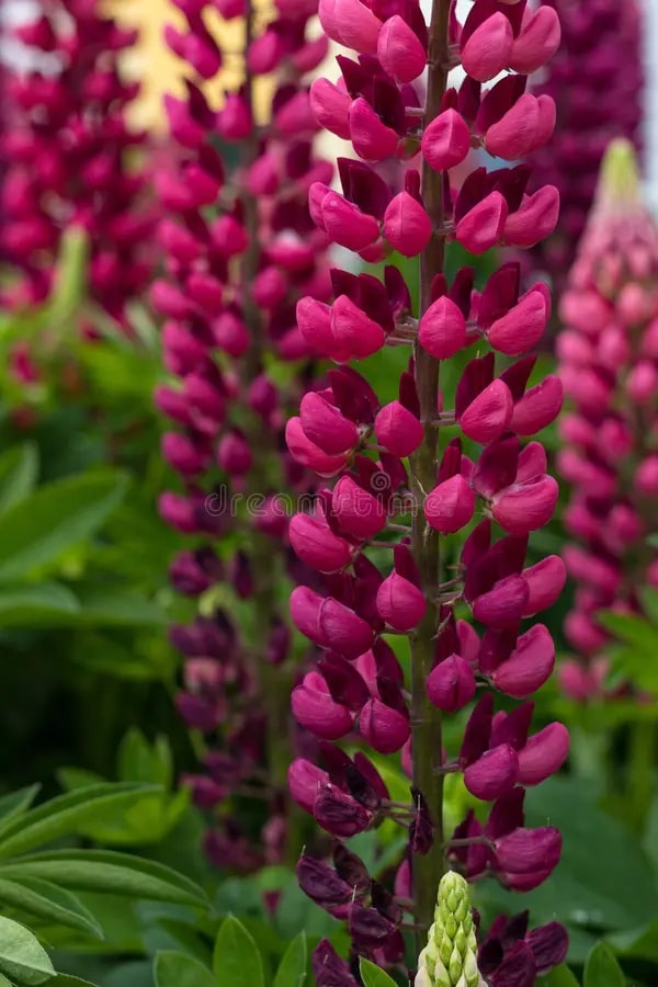 Burgundy Lupine Flower Seeds for Planting – Vibrant Heirloom Non-GMO Seeds for Home Garden &amp; Outdoor Blooms