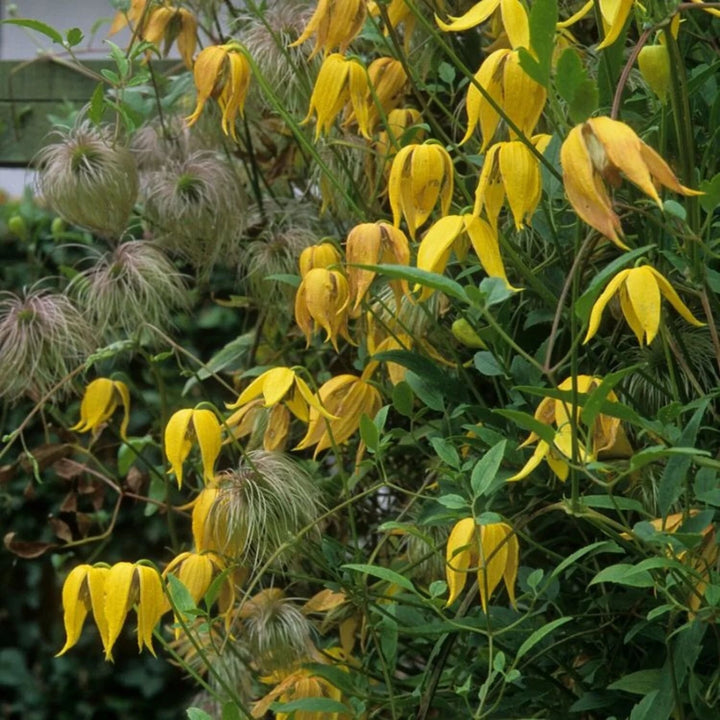Yellow Clematis Flower Seeds for Planting – Heirloom Non-GMO Organic Garden Seeds – Long Bloom Season, High Germination