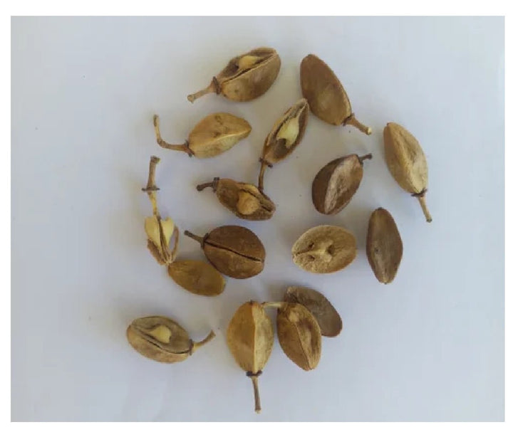 Boswellia Sacra Seeds for Planting – Heirloom, NON-GMO, Easy to Grow Frankincense Tree Seeds, 100 pcs