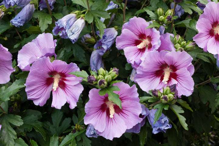 Rose of Sharon Hibiscus Flower Seeds for Planting – Heirloom, Non-GMO, High Germination Garden Seeds