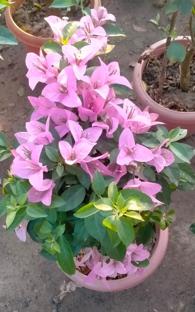 Light Pink Bougainvillea Seeds for Planting 100 pcs - Fragrant Blossoms, Heirloom & GMO Free Seeds for Home Garden