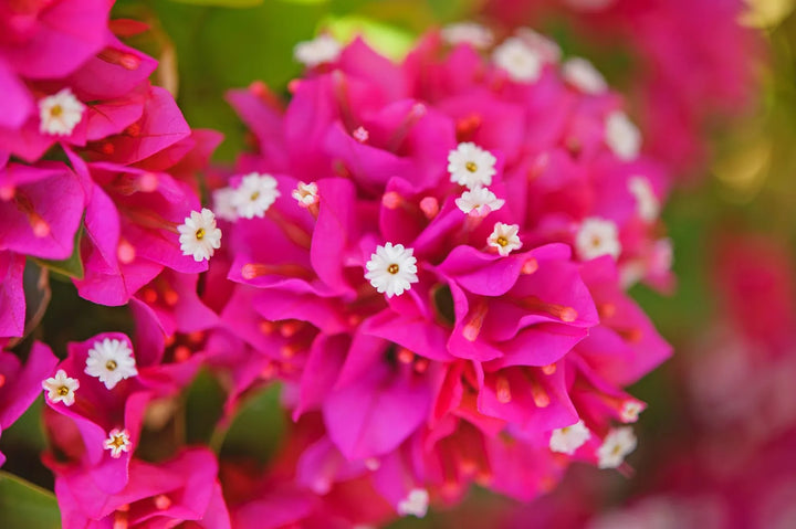 Bougainvillea Spectabilis Flower Seeds for Planting – Heirloom, Non-GMO, High Germination