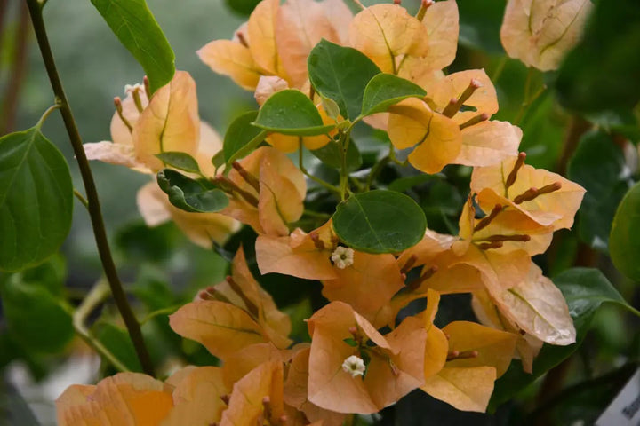 Light Orange Bougainvillea Flower Seeds for Planting – Heirloom, Non-GMO, High Germination Organic Garden Seeds