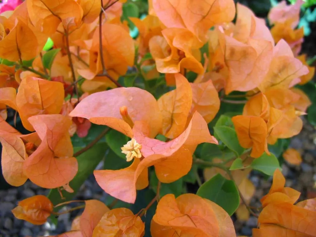 Light Orange Bougainvillea Flower Seeds for Planting – Heirloom, Non-GMO, High Germination Organic Garden Seeds