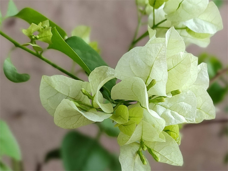 Green Bougainvillea Flower seeds for Planting – Colorful Display, Heirloom &amp; GMO Free Seeds for Home Garden