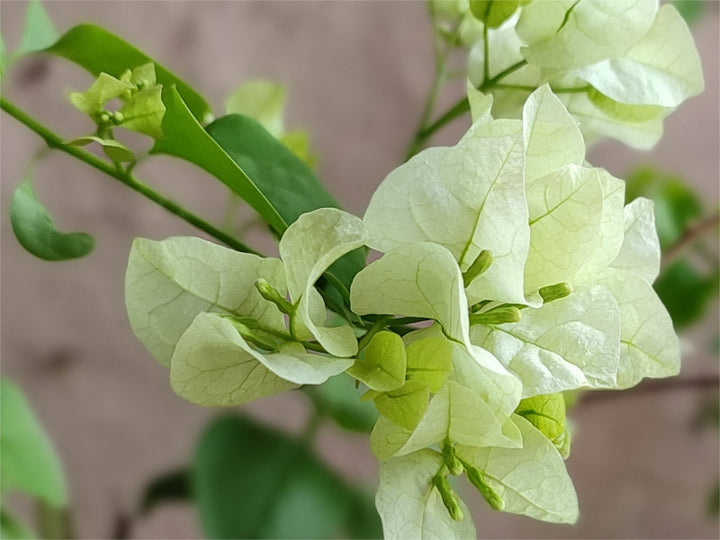 Green Bougainvillea Flower seeds for Planting – Colorful Display, Heirloom &amp; GMO Free Seeds for Home Garden
