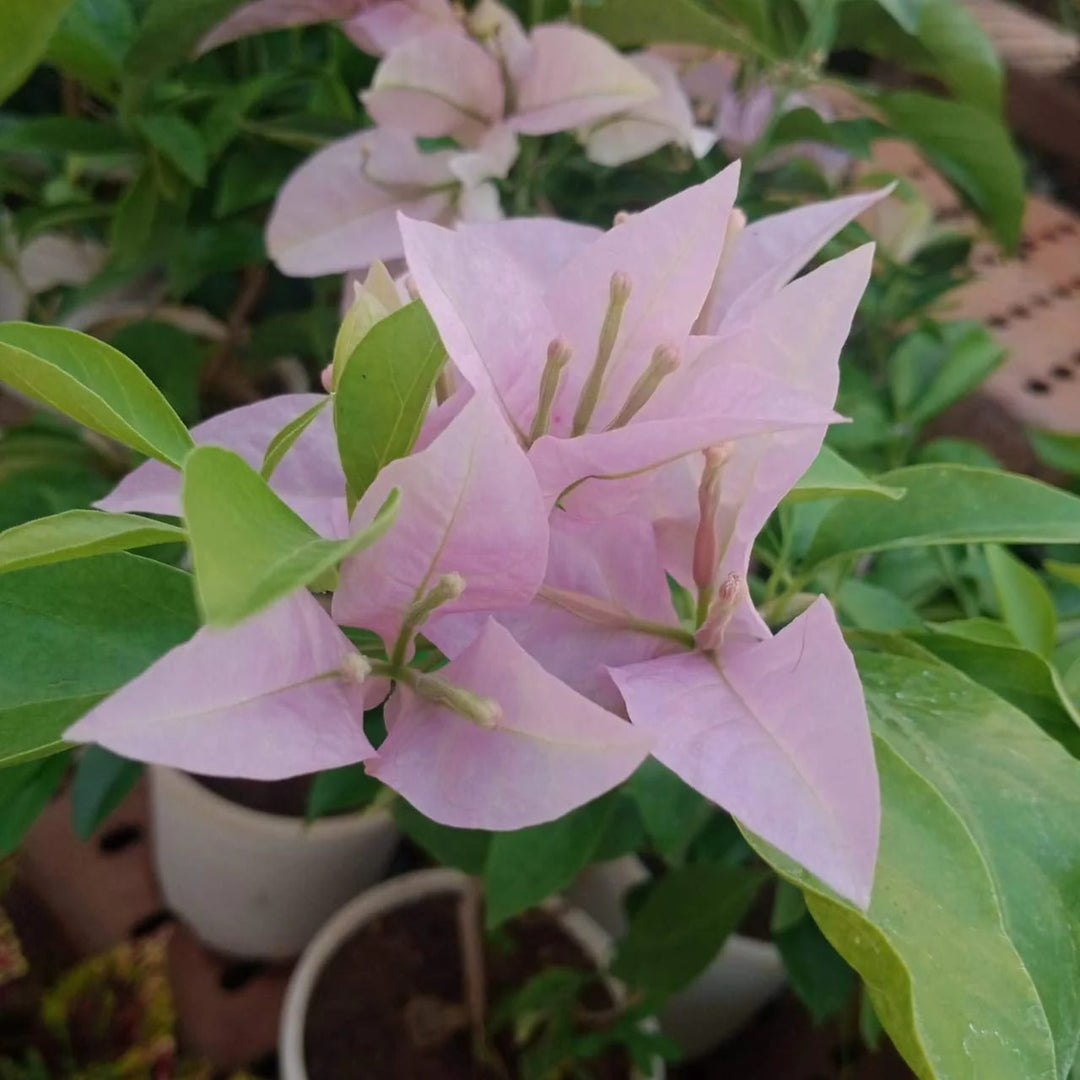 Bougainvillea Flower Seeds for Planting Soft Pink – Vibrant Colors, Heirloom, Non-GMO, High Germination Organic Garden Seeds
