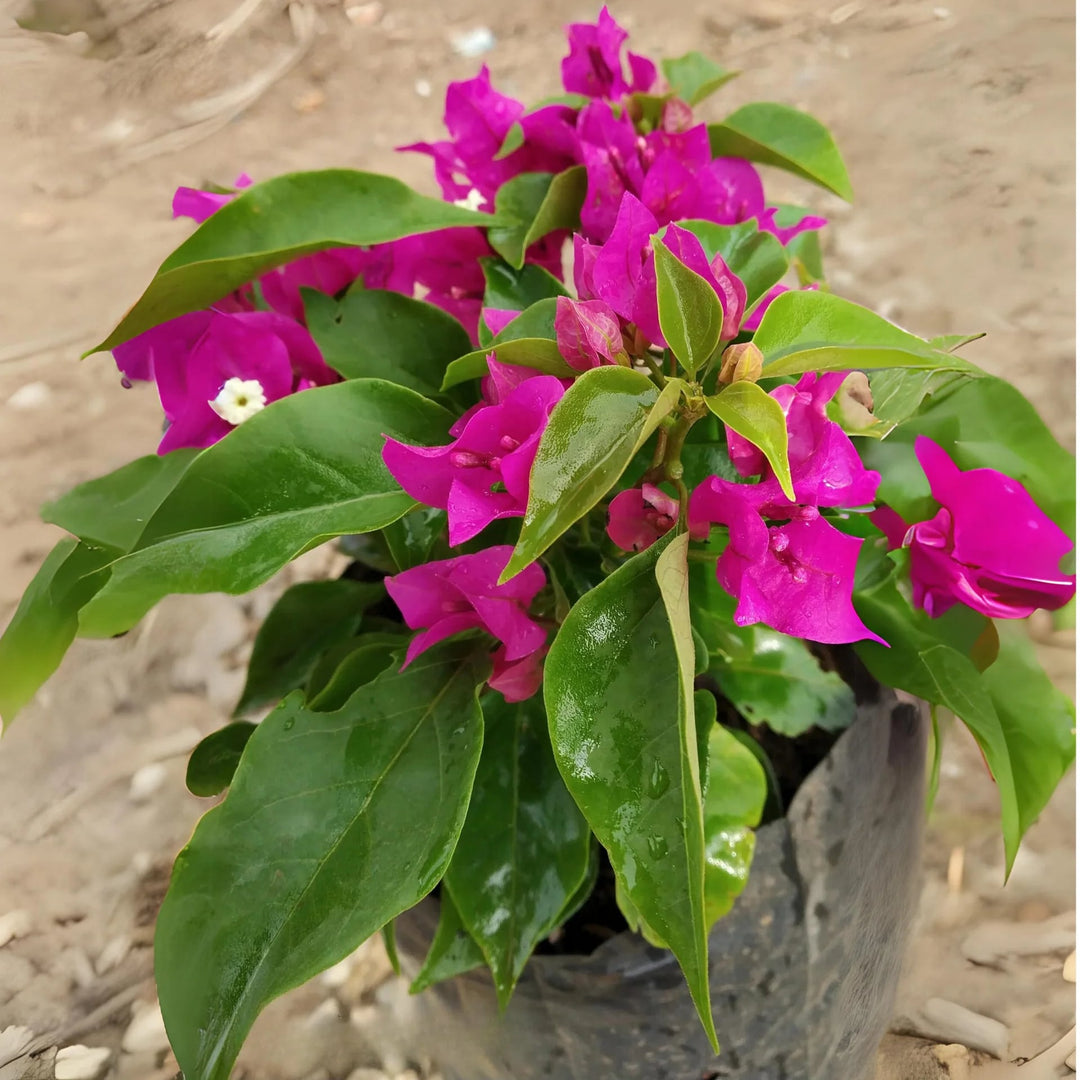 Dark Pink Bougainvillea Flower Seeds for Planting – Heirloom, Non-GMO, High Germination Garden Seeds