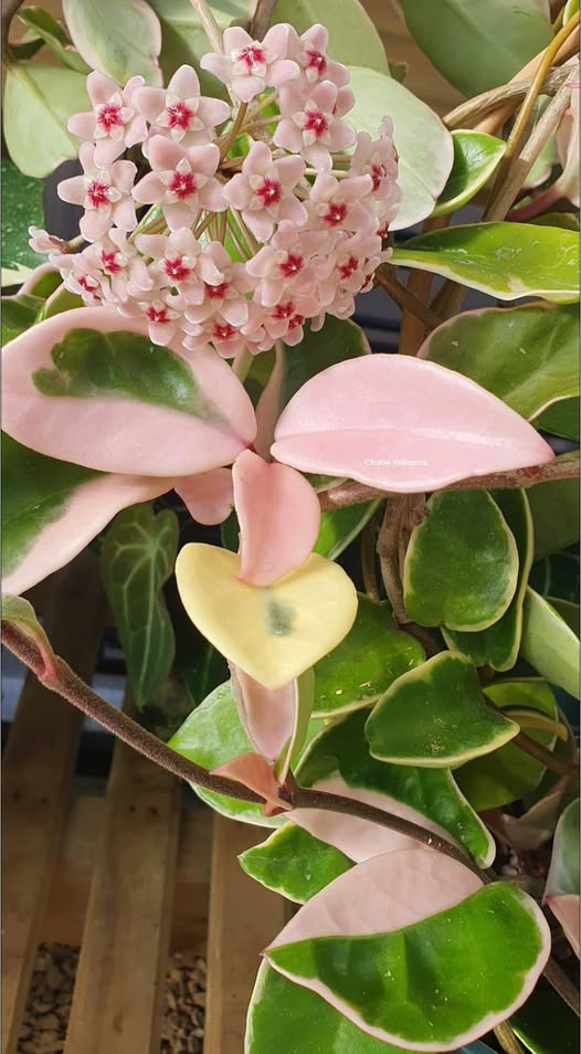 Baby Pink Hoya Flower Seeds for Planting – Heirloom, Non-GMO, High Germination Organic Garden Seeds