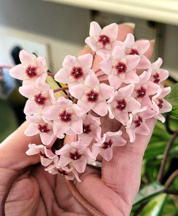 Baby Pink Hoya Flower Seeds for Planting – Heirloom, Non-GMO, High Germination Organic Garden Seeds