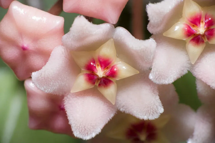 Baby Pink Hoya Flower Seeds for Planting – Heirloom, Non-GMO, High Germination Organic Garden Seeds