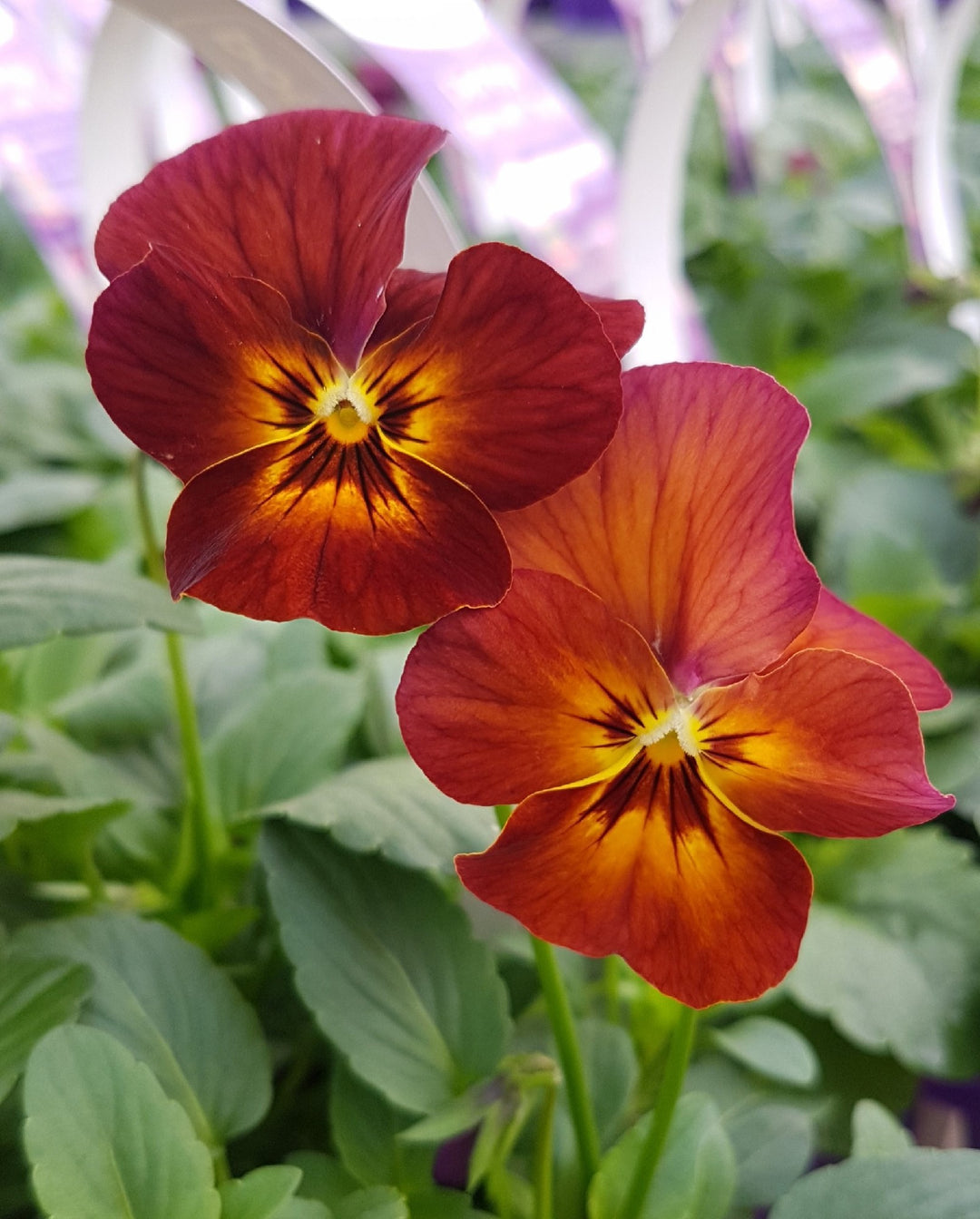 Brown Pansy Flower Seeds for Planting – Heirloom, Non-GMO, High Germination Organic Garden Seeds