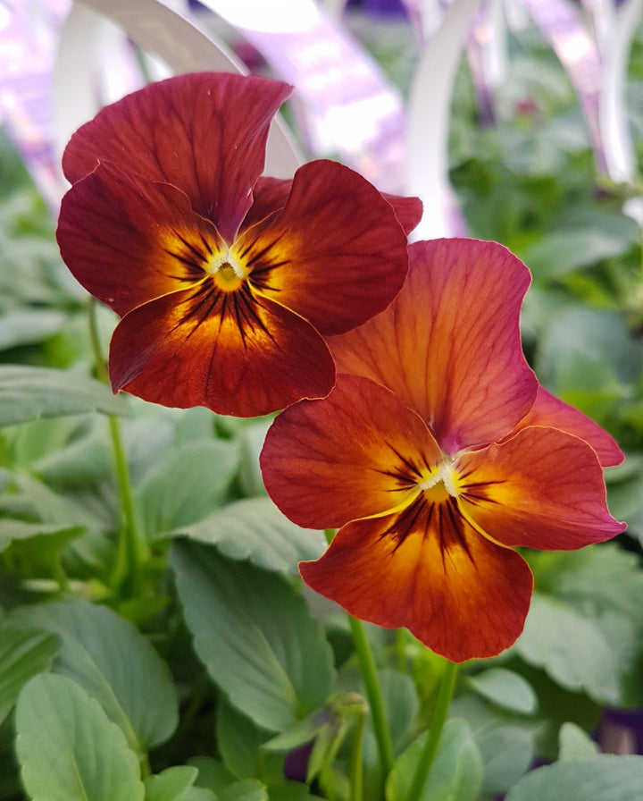 Brown Pansy Flower Seeds for Planting – Heirloom, Non-GMO, High Germination Organic Garden Seeds