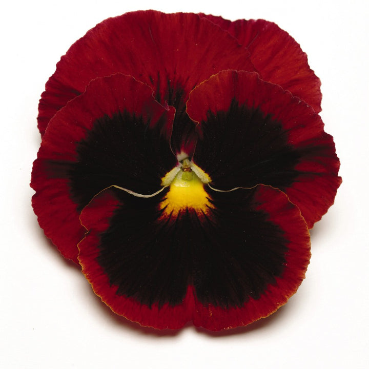 Brown Pansy Flower Seeds for Planting – Heirloom, Non-GMO, High Germination Organic Garden Seeds