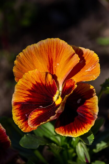 Brown Pansy Flower Seeds for Planting – Heirloom, Non-GMO, High Germination Organic Garden Seeds